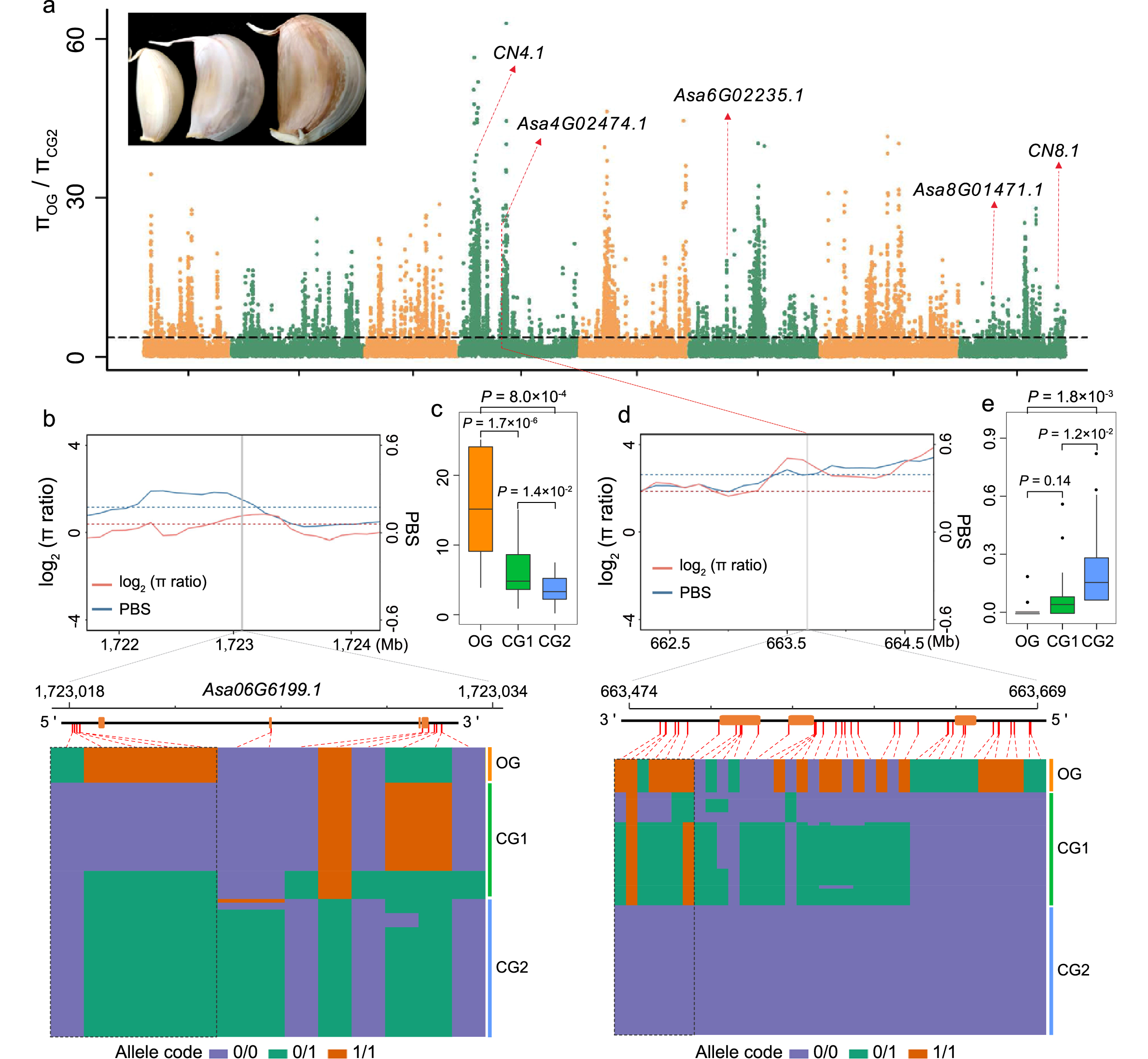 张雪钰-Selection signatures for the clove weight in CG2.jpg