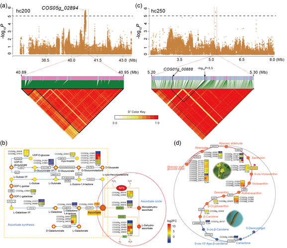 杨泽茂-A GWAS of salt tolerance and the genes underlying the ascorbate metabolisms and the abscisic acid (ABA) biosynthesis pathway in jute.png