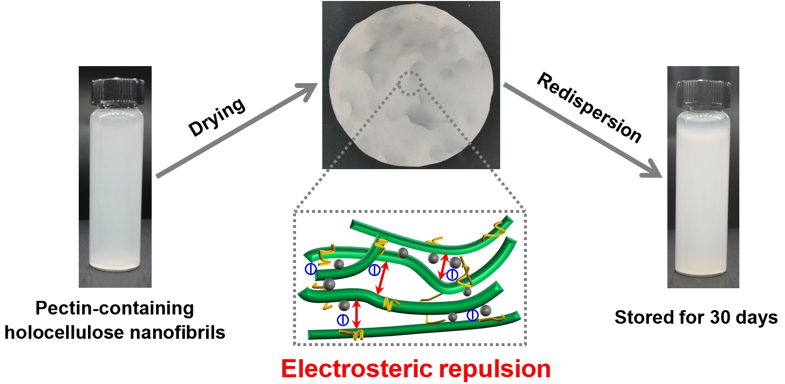 A new mechanism by which pectin enhances the redispersibility of holocellulose nanofibrils.png